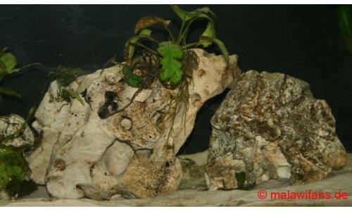 Malawi Mbuna Artbecken 240l